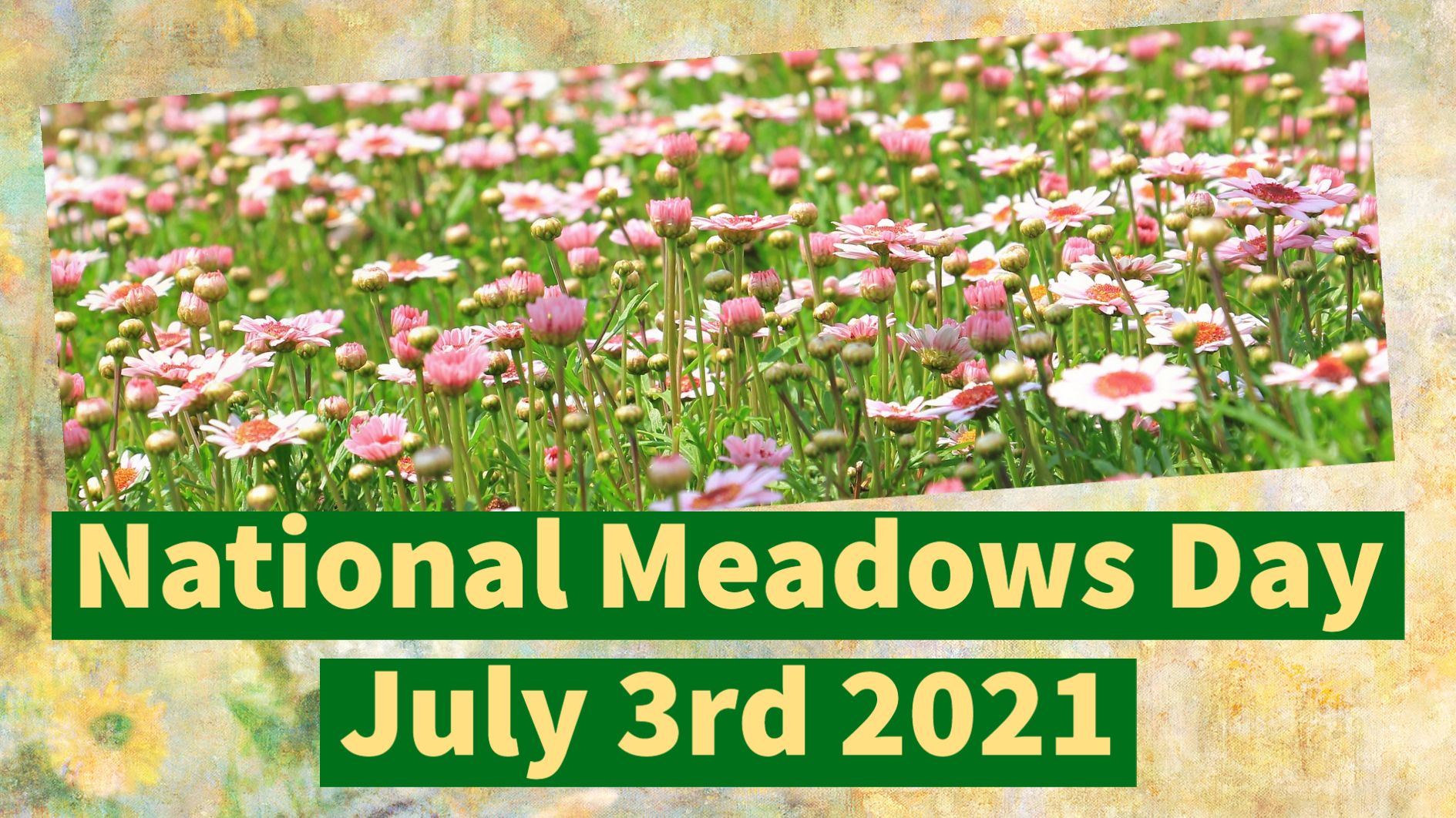 National Meadows Day