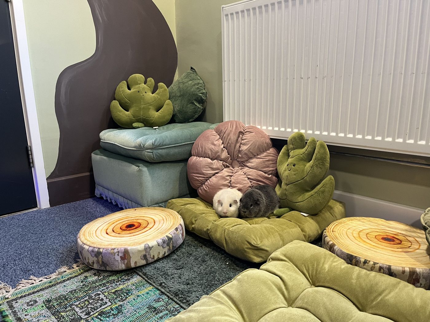 Meet Salt & Pepper, Our New Guinea Pigs