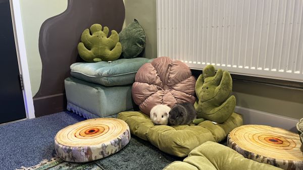 Meet Salt & Pepper, Our New Guinea Pigs